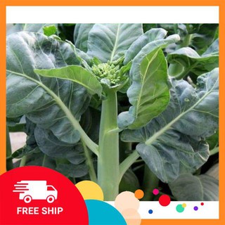 Gói 5 gr hạt giống rau cải làn LUCKYVN
