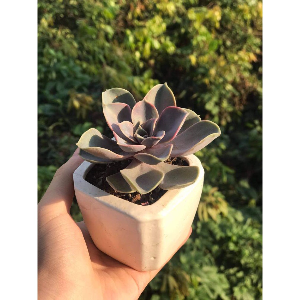 combo chậu cây sen đá (kèm cả chậu) SET TỪ A->Z CHO NGƯỜI MỚI CHƠI 🌈SIÊU HOT🔥|FREESHIP| LỖI 1 ĐỔI 1