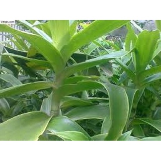 Một Cây lược vàng dễ trồng