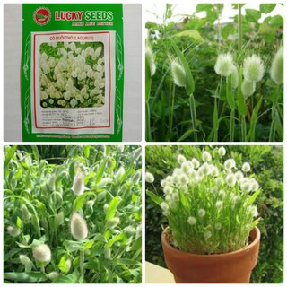 Hạt giống Cỏ đuôi thỏ Lucky Seeds