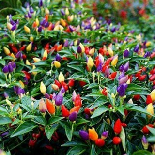 Hạt giống-ớt-ngũ-sắc-siêu-quả