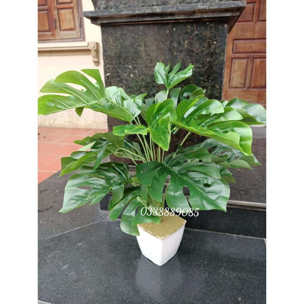 Cây giả - Cây trầu bà lá xẻ 18 lá trang trí văn phòng,decor nội thất