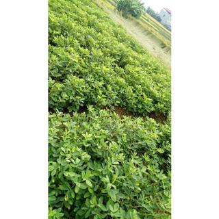 Lạc đỏ Cao Bằng - [500g]