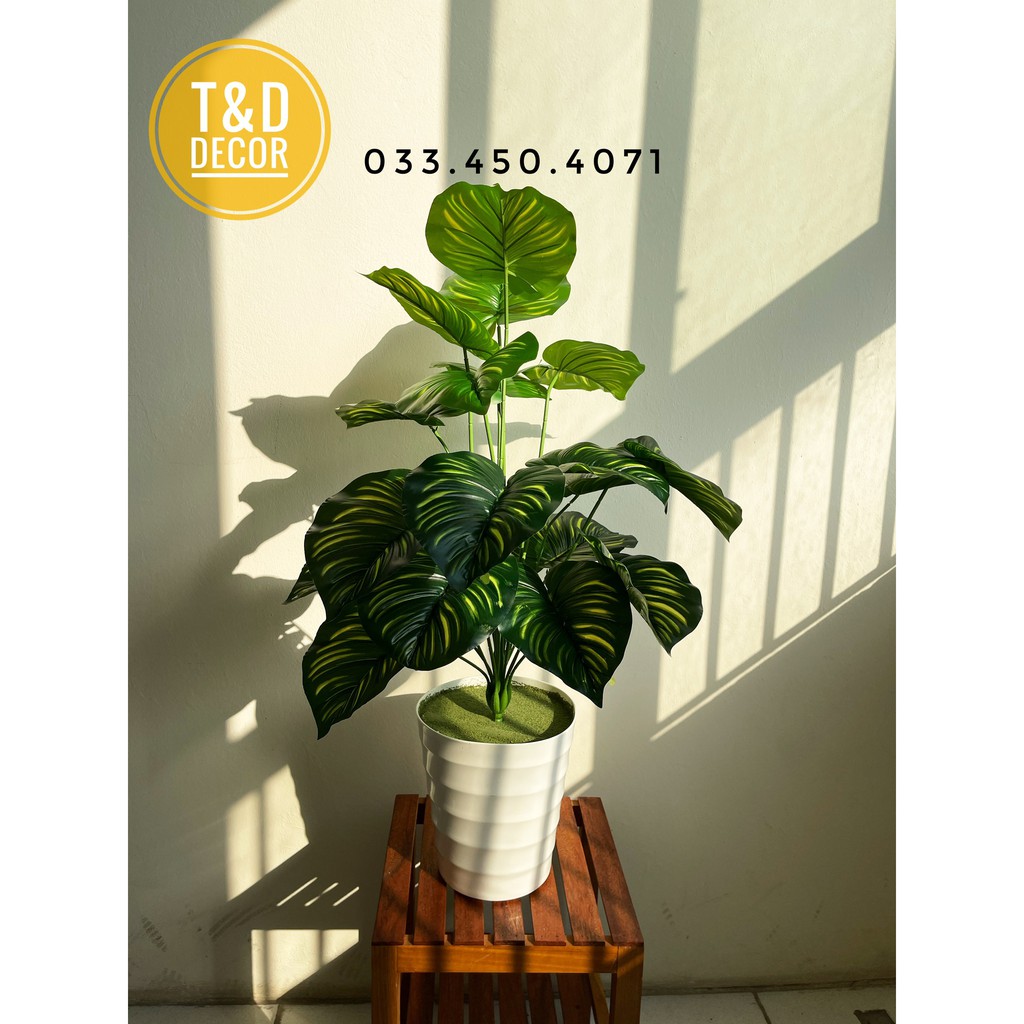 CÂY TRẦU BÀ SỌC 70CM- CÂY GIẢ