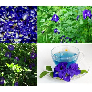 Gói 20 hạt giống hoa đậu biếc