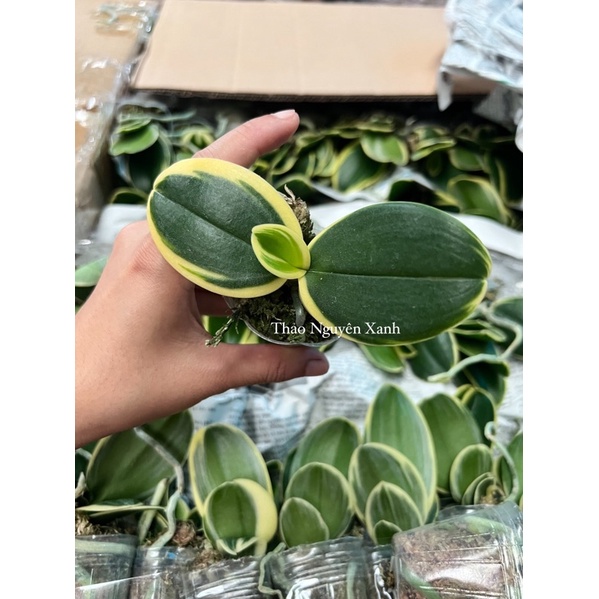 Hồ Điệp Lá Biên