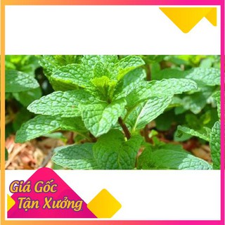 Hạt giống rau húng lủi thơm ngon
