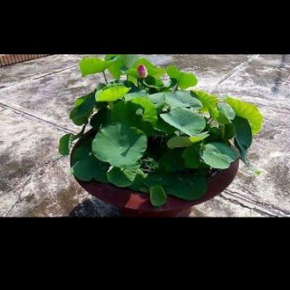 Hạt giống hoa sen nhật mini