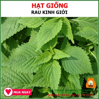 Giống Rau Kinh Giới Chịu Nhiệt Phú Nông