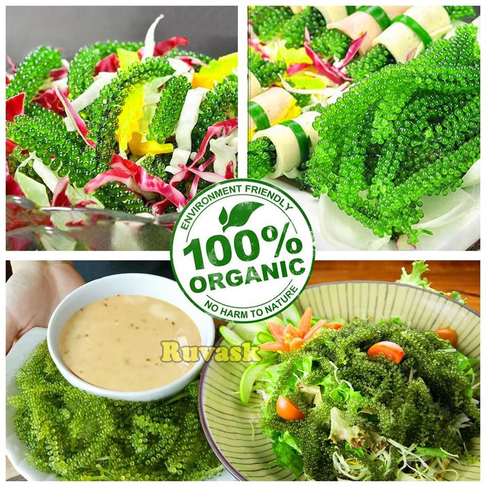 Sốt Mè Rang Kewpie - Nước Xốt Mè Rang Ăn Kèm Rong Nho Trộn Salad - Nước Chấm Mè Rang - Đồ Ăn Vặt Ruvask