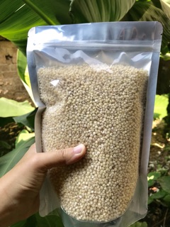 Hạt Ý dĩ (bo bo)