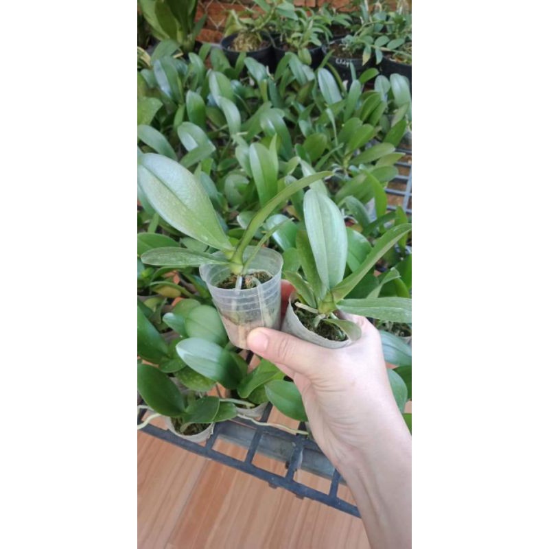 Hoa lan hồ điệp giống