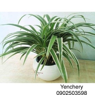 🌴 Cây lan phát tài + chậu sứ + soải