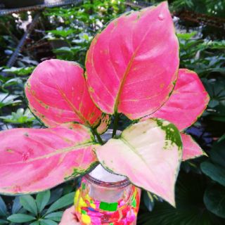 Vạn lộc đỏ thủy sinh