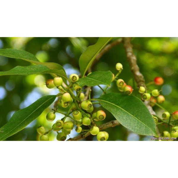 Nụ Vối Khô Hảo Hạng Thơm Ngon Chất Lượng