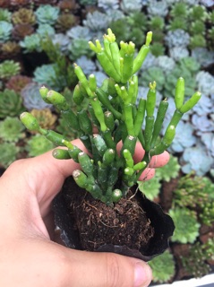 Gạc nai/Sừng nai