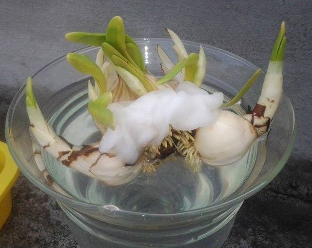 Bộ dao gọt hoa thủy tiên rất sắc bén, dùng lâu năm