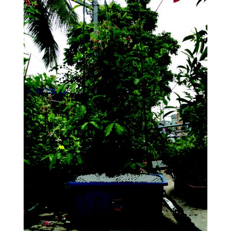 Khay trồng rau Aquaponics