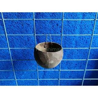 Máng đựng thức ăn, nước uống cho gà tre, gà nòi (gáo dừa điếc)