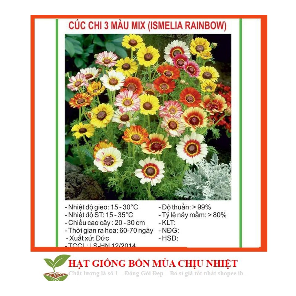 Hạt Giống Cúc chi 3 màu Rainbow Mix 50 Hạt/ Gói ĐẾN MÙA TRỒNG TẾT