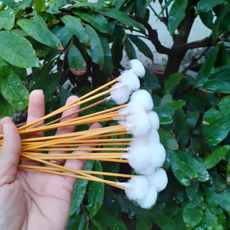 Combo 10 bông ngoáy tai lông vịt