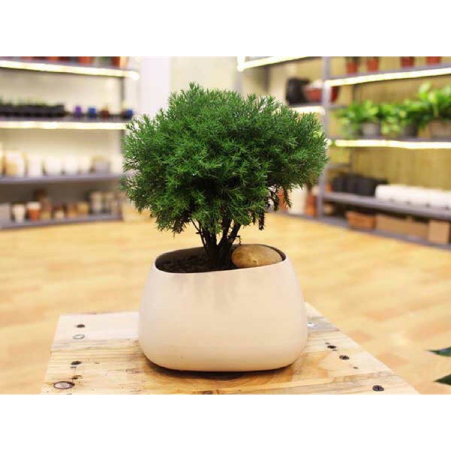 Cây tùng bồng lai - Cây cảnh để bàn - caykiengsadec