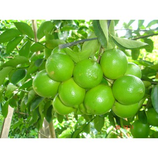 CÂY GIỐNG CHANH KHÔNG HẠT