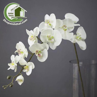 Cành hoa lan Thái 9 bông - màu trắng dài 95cm