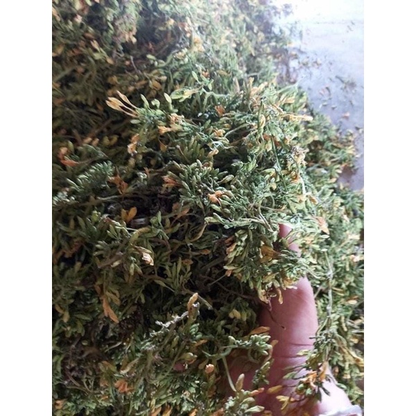 500gr Hoa đu đủ đực khô nhà làm mới đóng gói T07/2023 - 100% hoa, không lẫn tạp chất