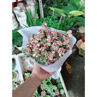 Đô la hồng Bán Chạy
