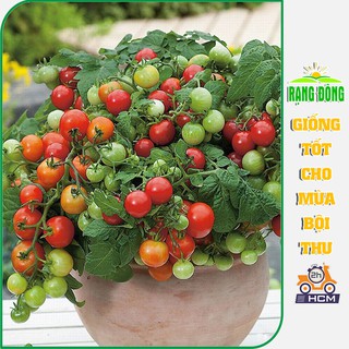 Hạt Giống Cà Chua Bi Đỏ Lùn - Giống Cà Chua Bi Đỏ, Thân Lùn, Siêu Trái và Dễ Chăm Sóc