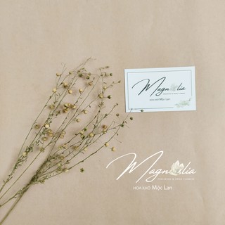 Hoa khô decor ❤️FREESHIP❤️ Cỏ Flax màu tự nhiên trang trí không gian sống Bắc Âu