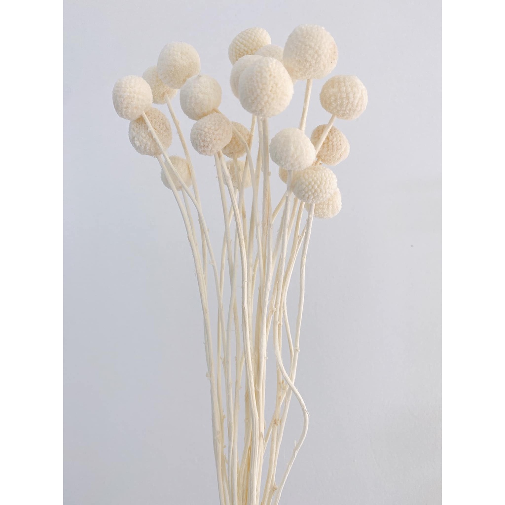 HOA CÚC NÚT ÁO  - hoa cúc - decor- bình hoa- hoa khô trang trí cafe, trà chanh, trà sữa, quán ăn-