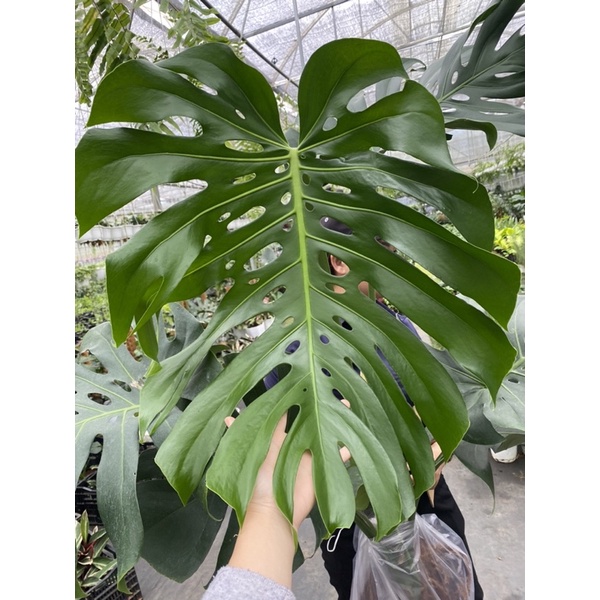 Chậu cứng Trầu bà Nam Mỹ
