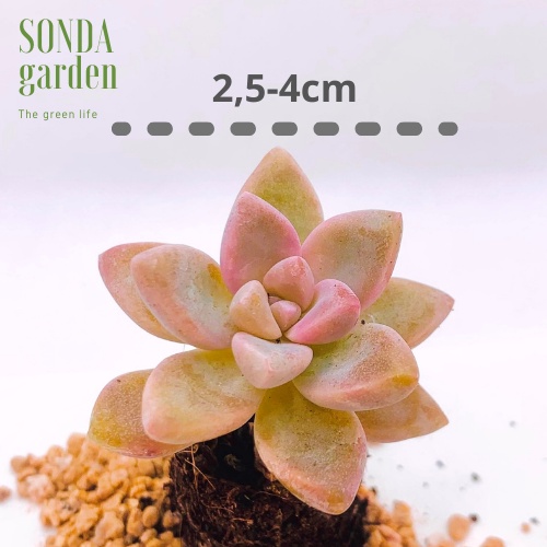 Sen đá pink gem SONDA GARDEN size mini 2.5-4cm, xuất xứ Đà Lạt, khoẻ đẹp, lỗi 1 đổi 1