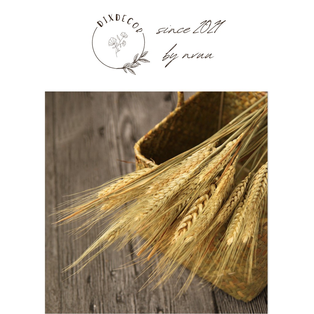 Lúa Mạch Khô - Dried Wheat Decor Phong Cách Bắc Âu Cổ Điển, Trang Trí Nhà Cửa