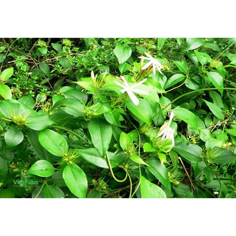 Lợi Sữa Giảm Cân - Cao Chè Vằng Cung Đình Hộp 5 Gói x 20Gr