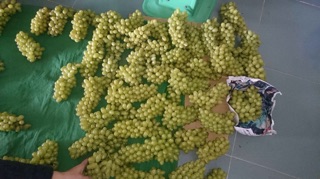 Nho xanh phan rang Ninh thuận 1kg