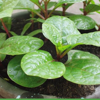 5gram HẠT GIỐNG MỒNG TƠI ĐỎ