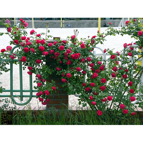 Hoa hồng leo Pháp đang mầm - tặng phân bón