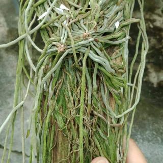 Lan căn diệp - Tóc tiên Thái