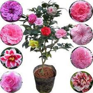 combo 5 cây giống hoa trà my ngũ sắc-cây giống rễ trần - TMNS - CB5TMNS