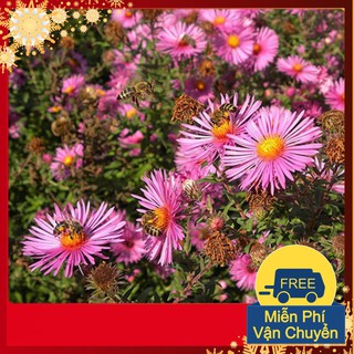 Hạt Giống Hoa Thạch Thảo Mix