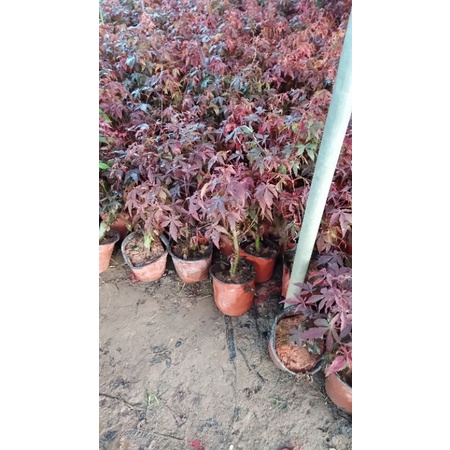 Cây phong lá đỏ, cây nhập khẩu