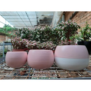 Chậu sứ hạt dẻ nhỏ