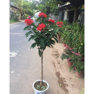 Cây mẫu đơn đỏ một thân (0,7-1m) cây to, tán rộng siêu đẹp giá rẻ