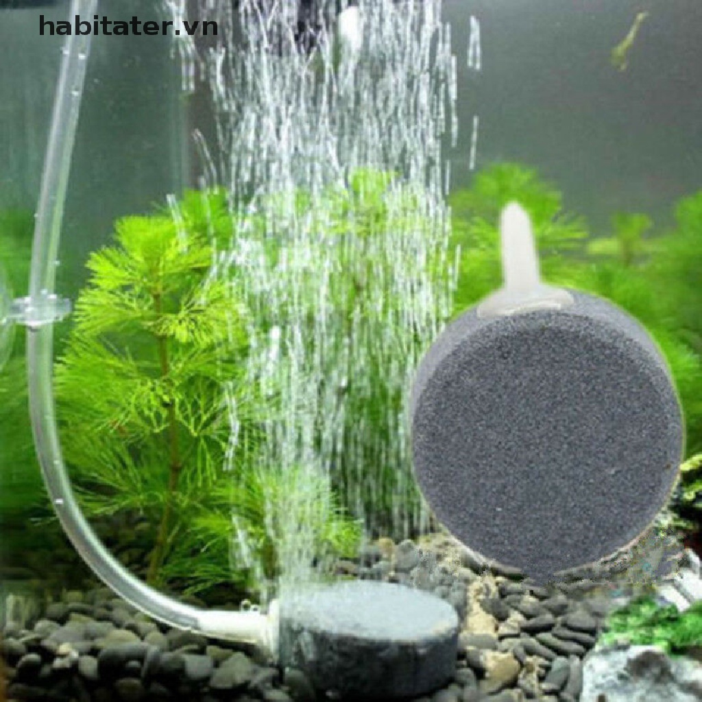 Đá sục khí oxy cho bể cá