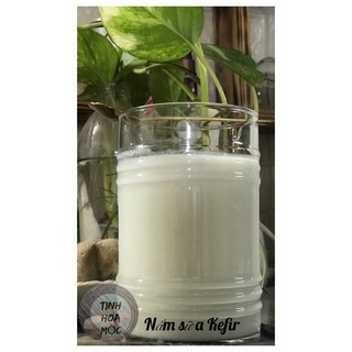 Nấm sữa kefir được làm từ sữa sạch thanh trùng