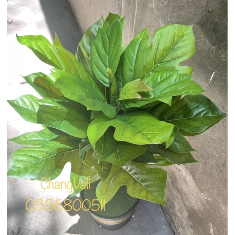 Cây giả-Cây bàng singapo lá xẻ cao 1m , trang trí,decor nội thất
