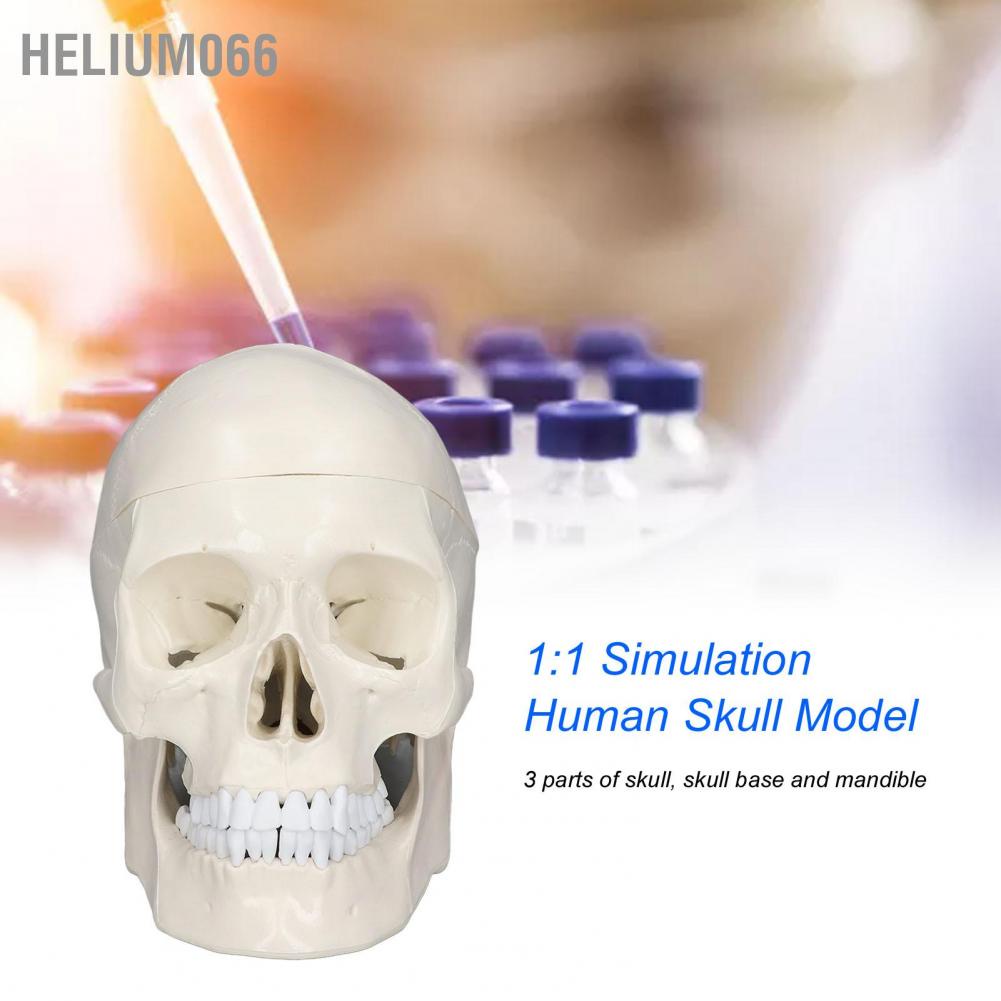 Mô hình đầu lâu Helium066 1:1 giống thật chất liệu PVC mang tính giáo dục